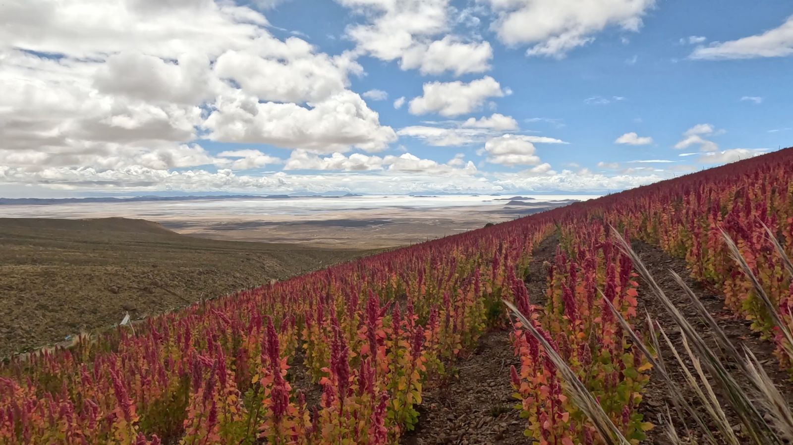 Champs de quinoa color&eacute;s dans l'altiplano bolivien